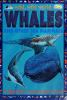Whales_and_other_sea_mammals