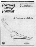 A_parliament_of_owls